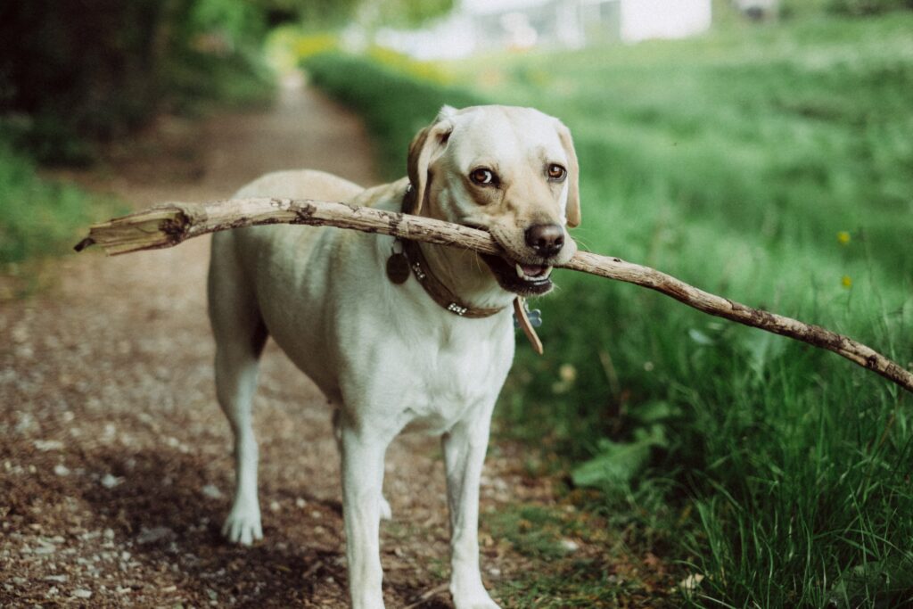 Labrador Retriever